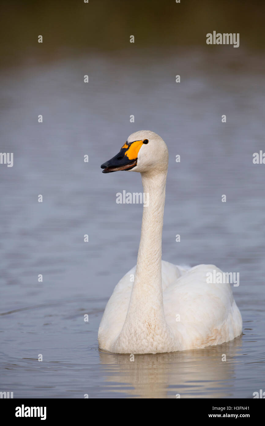 Bewick Swan; Cygnus columbarius singolo su acqua Cornwall, Regno Unito Foto Stock