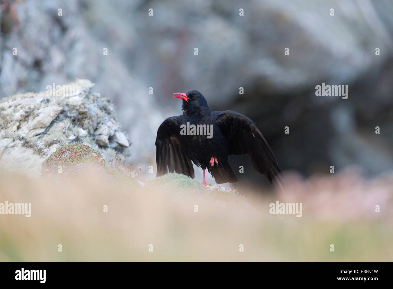 ; Chough Pyrrhocorax pyrrhocorax unica sulla roccia in piedi su una gamba sola Anglesey, Regno Unito Foto Stock