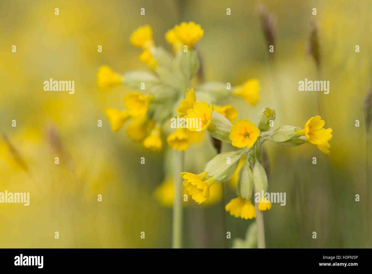 Cowslip; Primula veris fiori Cornwall, Regno Unito Foto Stock