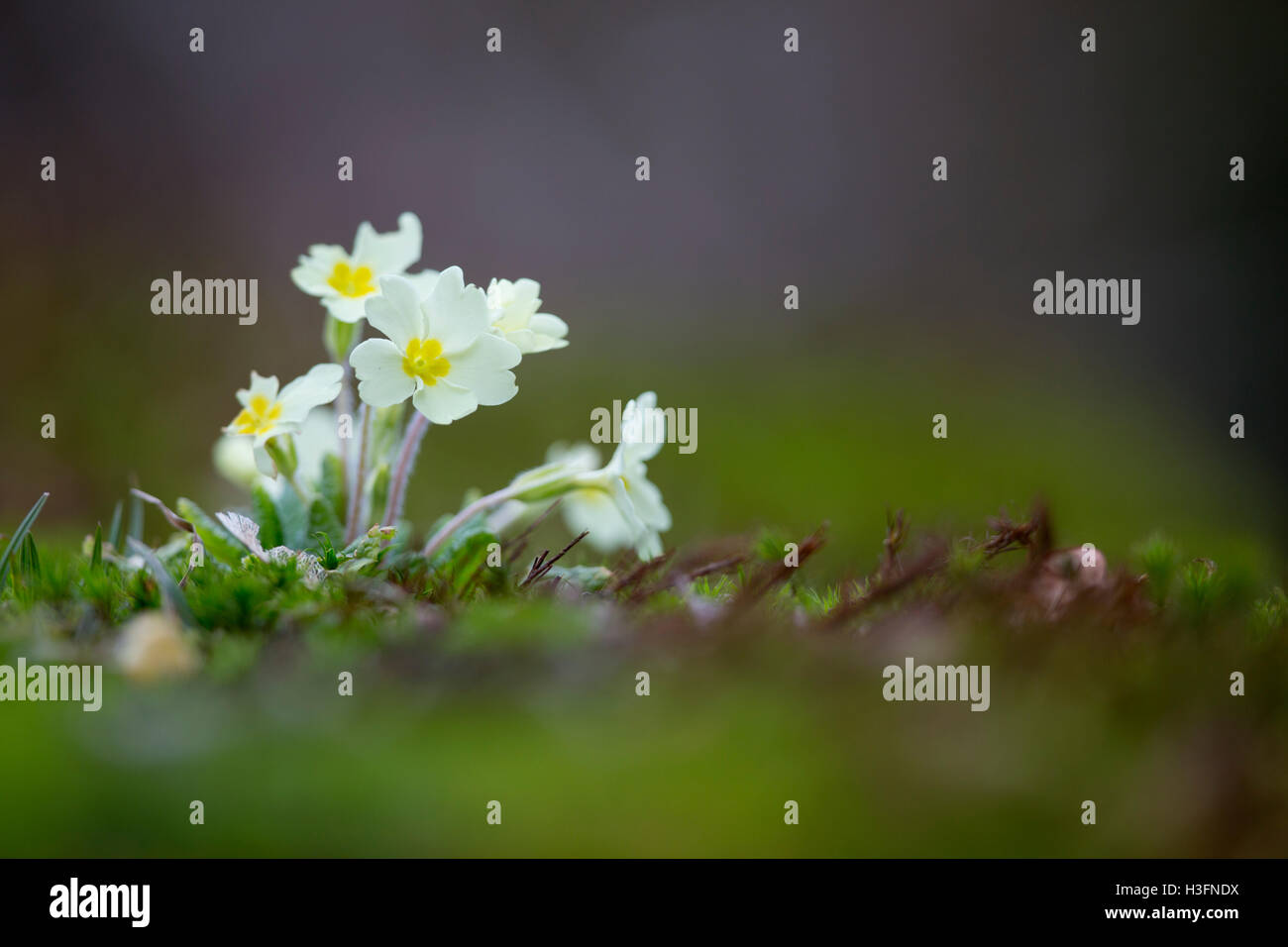 Primrose; Primula vulgaris fiori Cornwall, Regno Unito Foto Stock