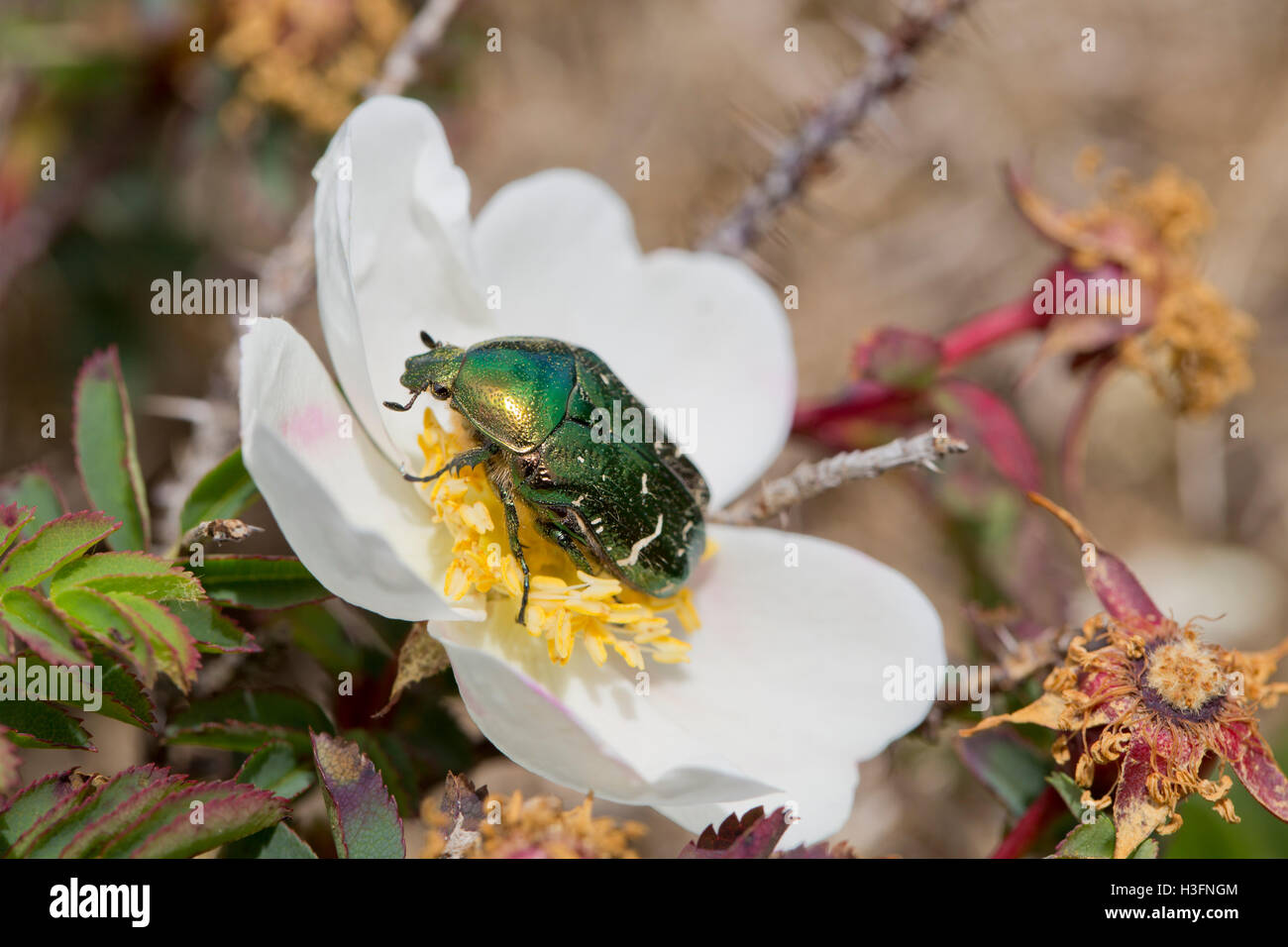 Rose Chafer Beetle; Cetonia aurata singolo su Rose Cornwall, Regno Unito Foto Stock