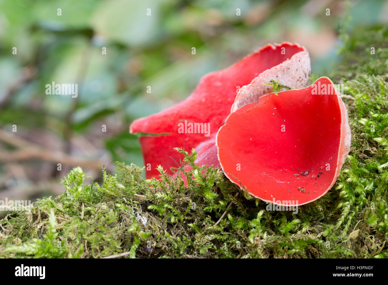 Scarlet Elf Cup; Sarcoscypha coccinea Cornwall, Regno Unito Foto Stock
