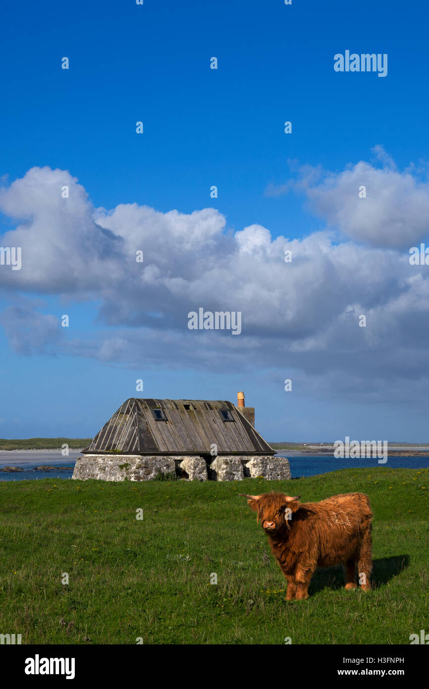 Highland vacca e vecchio cottage,Soroby Bay,Tiree,Ebridi Interne,Argyll and Bute,Scozia Scotland Foto Stock