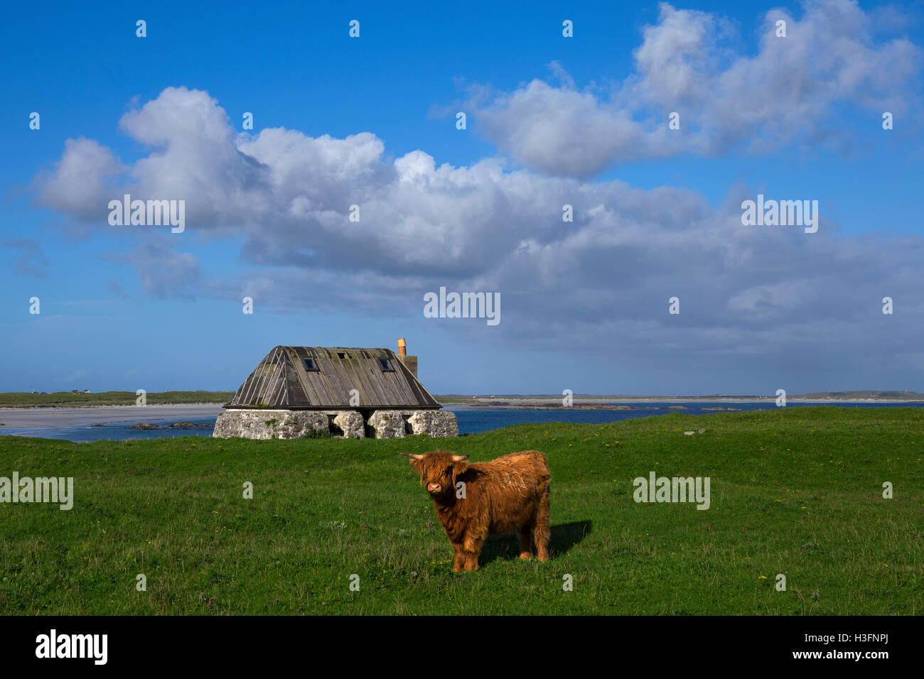 Highland vacca e vecchio cottage,Soroby Bay,Tiree,Ebridi Interne,Argyll and Bute,Scozia Scotland Foto Stock