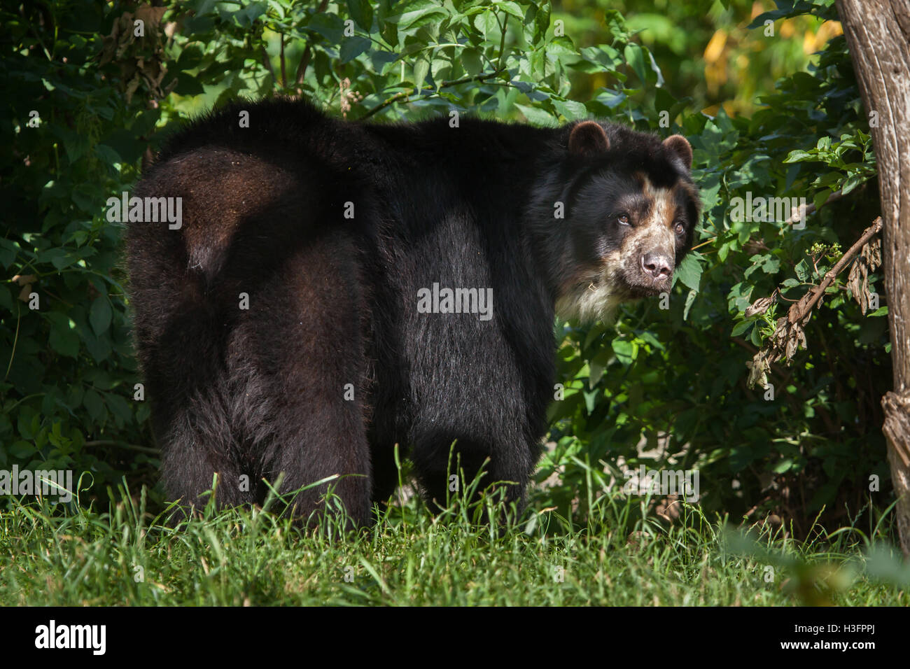 Spectacled bear (Tremarctos ornatus), noto anche come l'orso andino a Doue-la-Fontaine Zoo nel Maine-et-Loire, Francia. Foto Stock