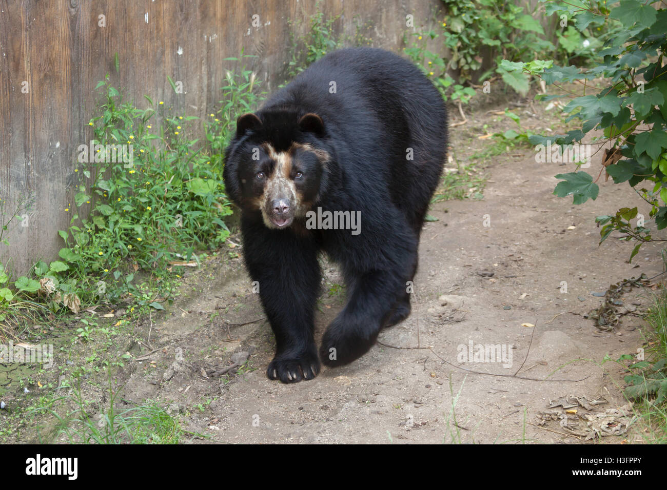 Spectacled bear (Tremarctos ornatus), noto anche come l'orso andino a Doue-la-Fontaine Zoo nel Maine-et-Loire, Francia. Foto Stock