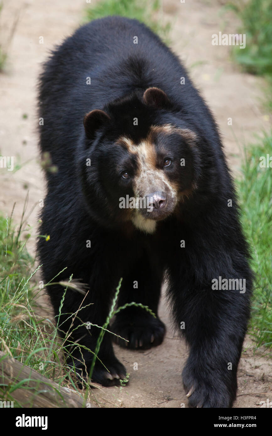Spectacled bear (Tremarctos ornatus), noto anche come l'orso andino a Doue-la-Fontaine Zoo nel Maine-et-Loire, Francia. Foto Stock