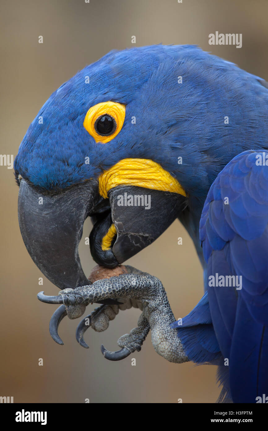 Ara Giacinto (Anodorhynchus hyacinthinus). La fauna animale. Foto Stock
