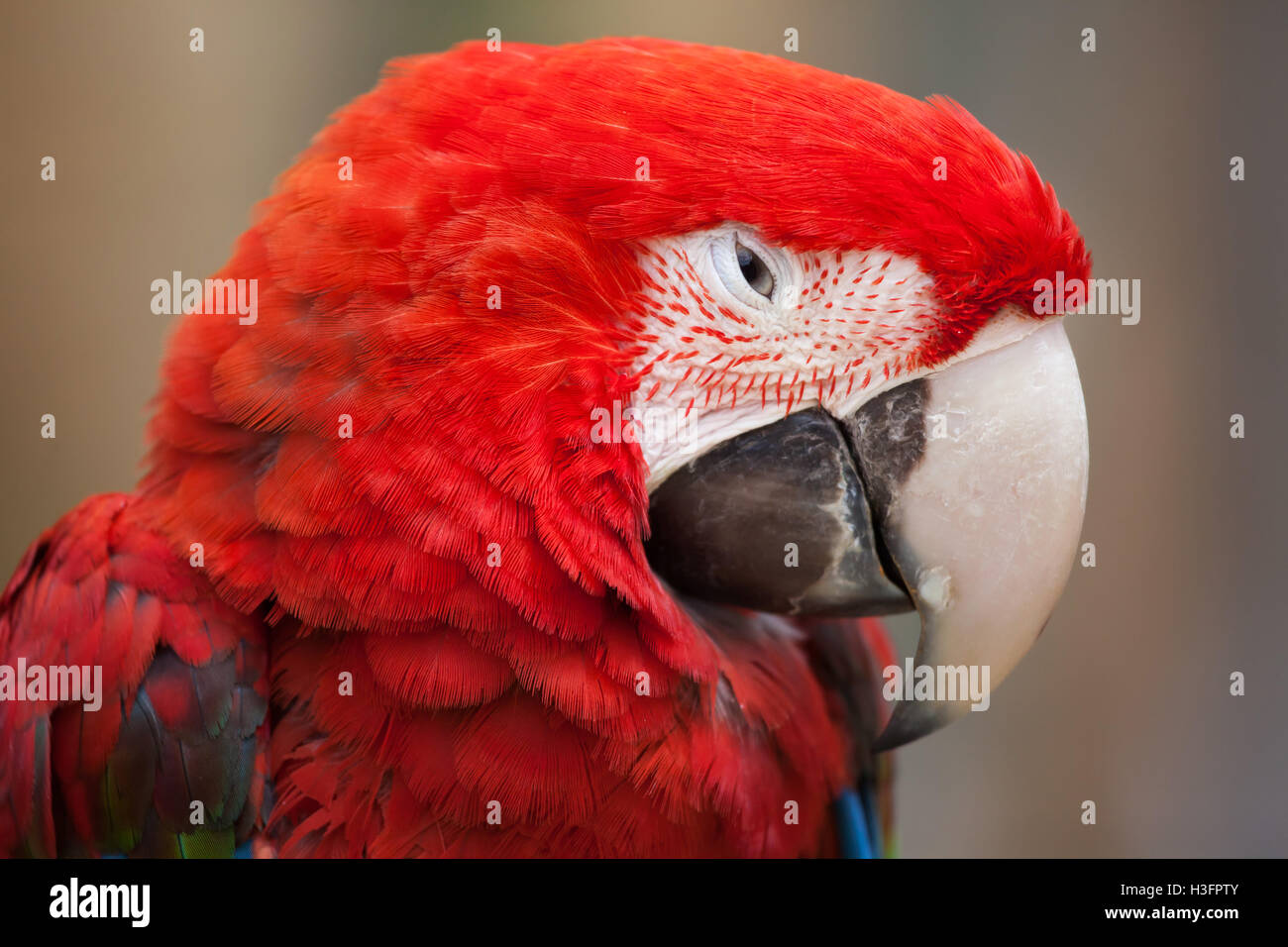 Verde-winged macaw (Ara chloropterus), noto anche come il rosso e il verde macaw. Foto Stock