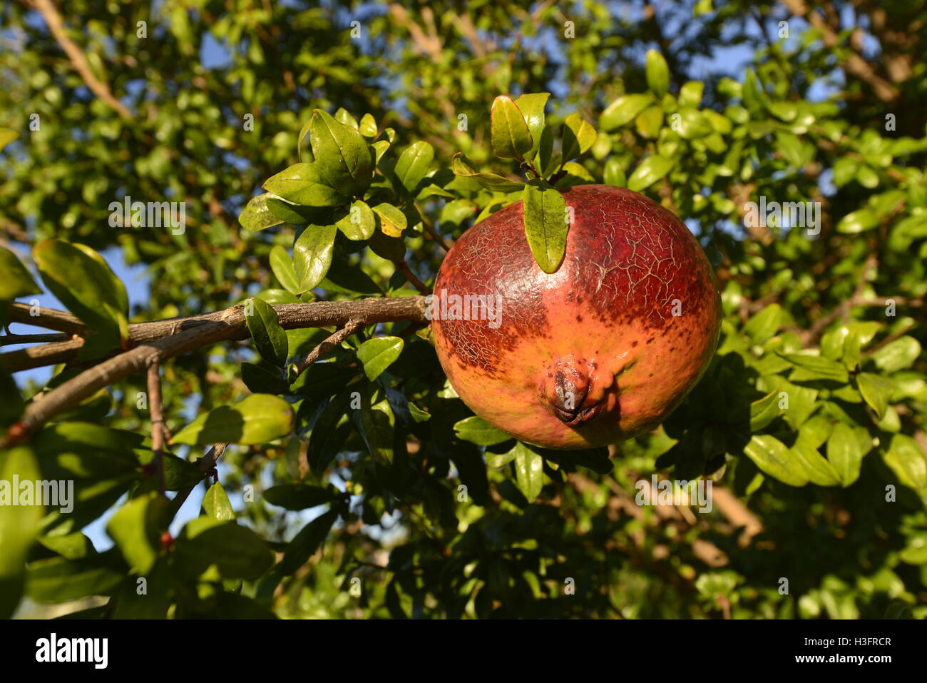 La melagrana è un frutto tipico della costa mediterranea, in maggio e giugno nati i fiori migliori, nel mese di ottobre inizia la vendemmia. Foto Stock