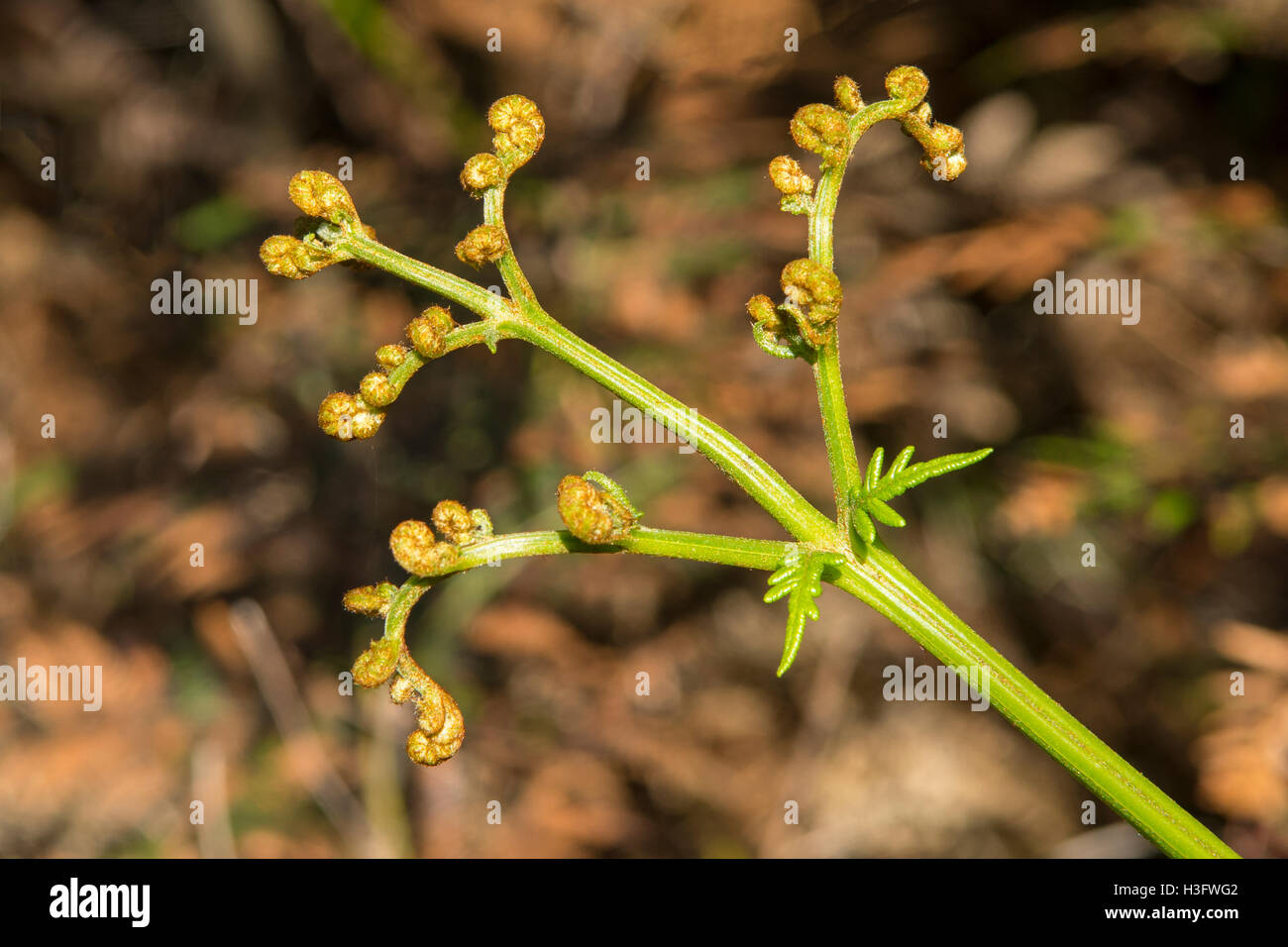 Pteridium esculentum, Austral Bracken in Kinglake NP, Victoria, Australia Foto Stock