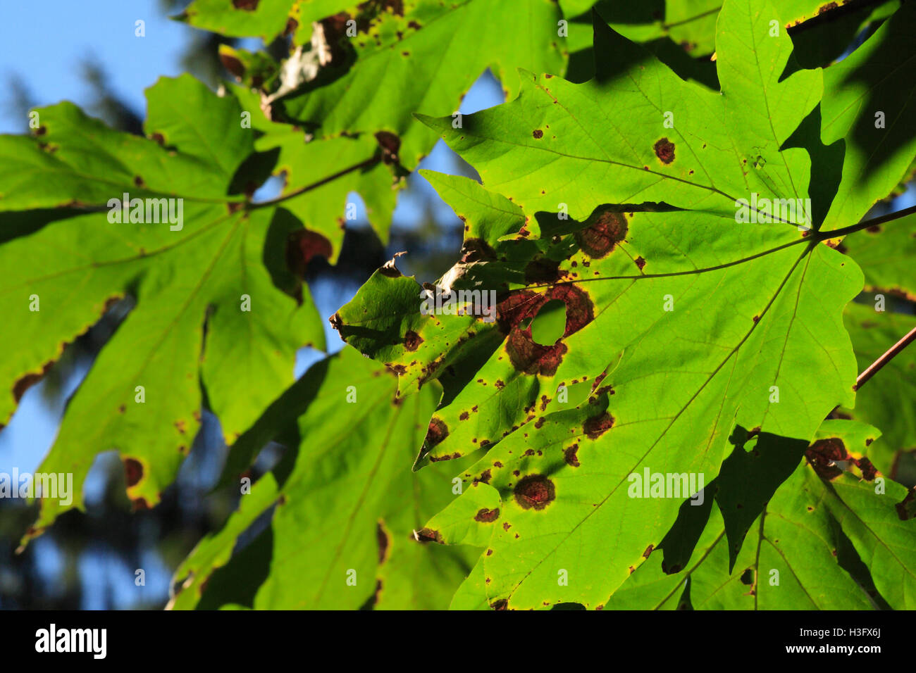 Grandi foglie di acero appendere su un albero all'inizio dell'autunno  visualizzazione vi color ruggine dei fori di decadimento Foto stock - Alamy