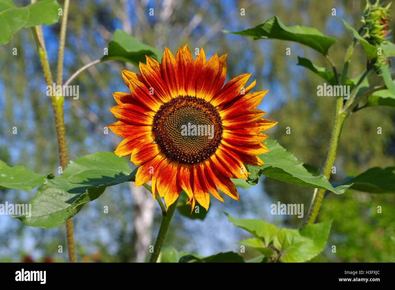 Einzelne Sonnenblume im Sommer - singolo girasole in estate, pianta di giardino Foto Stock