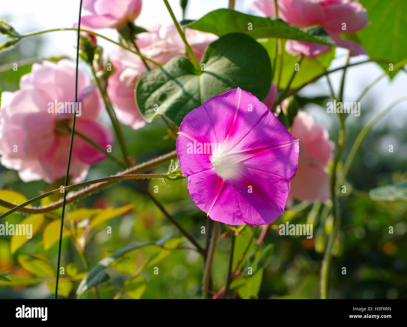Prunkwinde am Holzzaun - Ipomoea tricolore fiore nel giardino estivo Foto Stock
