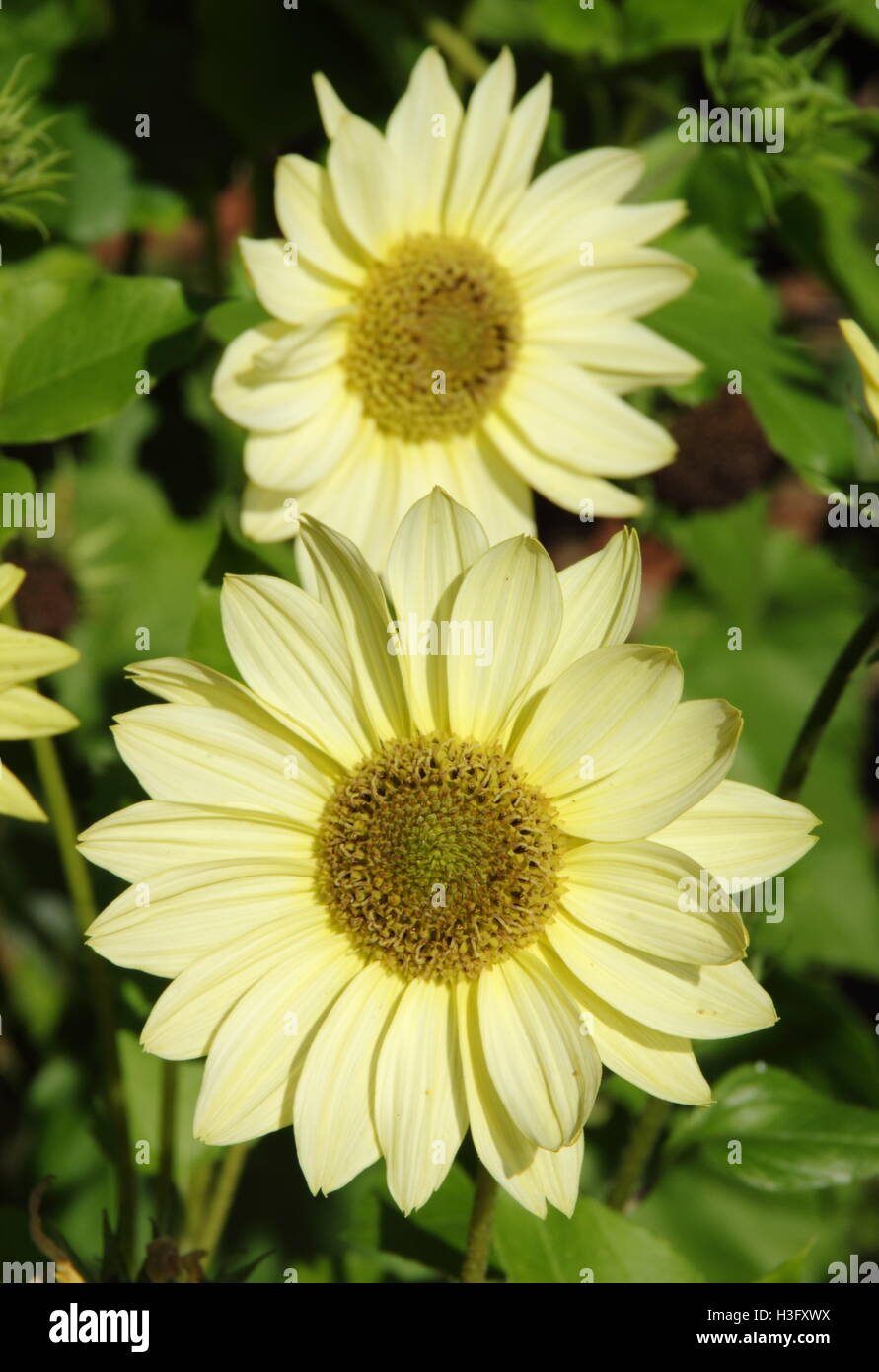Helianthus debilis gelato alla vaniglia al confine di un giardino inglese su una meravigliosa giornata autunnale Foto Stock