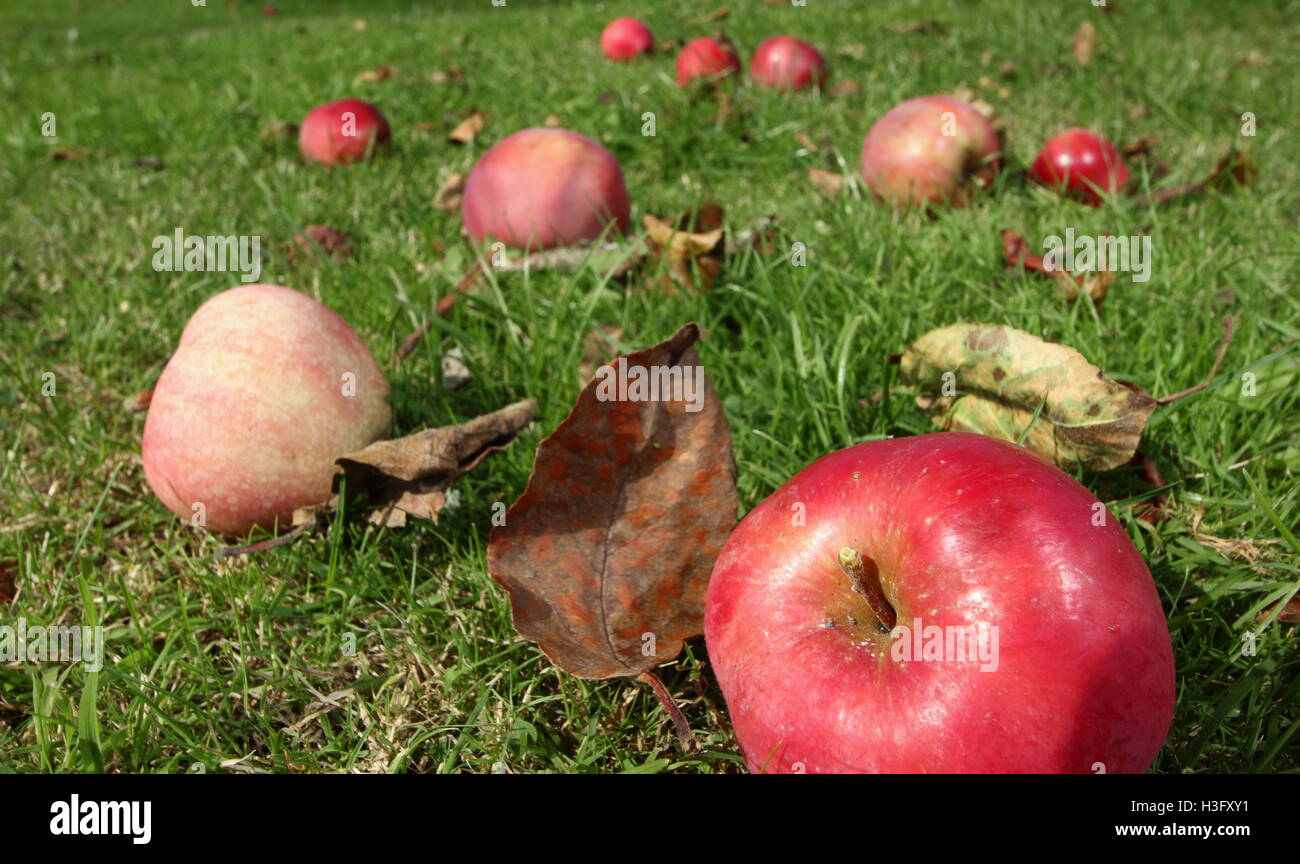 Manna mele tra foglie di autunno nel frutteto di un paese di lingua inglese giardino in una giornata di sole ai primi di ottobre - 2016 Foto Stock