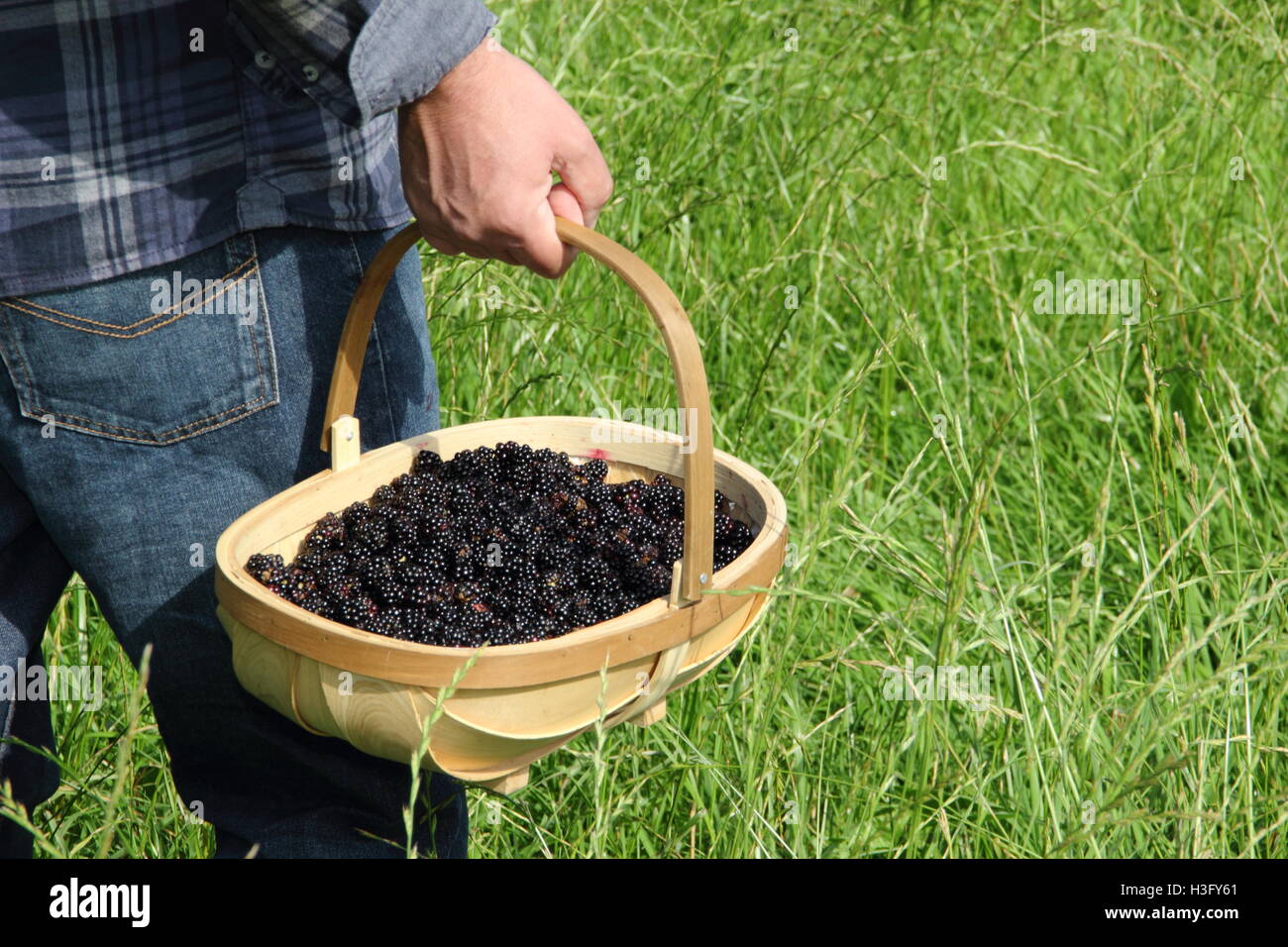 Un uomo porta un trug riempito con appena raccolto siepe di more nella campagna inglese su una soleggiata giornata autunnale - MR Foto Stock