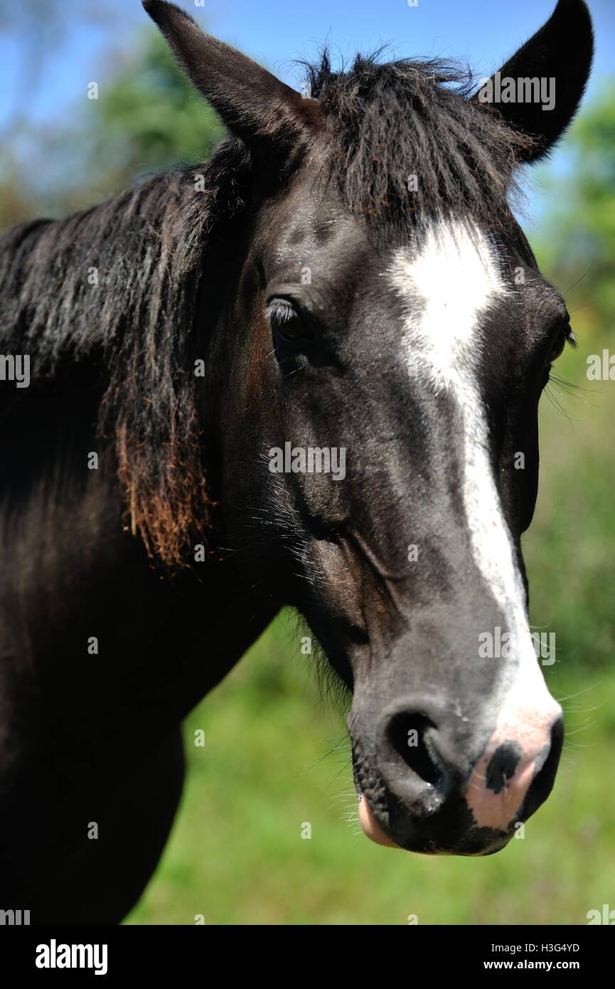 Cavallo nella Sierras Chicas hills in ammollo il sunshine nell'estancia maneggio, Cordoba, Argentina Foto Stock
