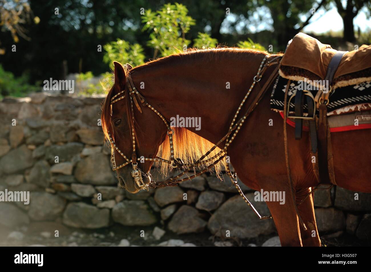 Battute di cavallo nella Sierras Chicas hills in ammollo il sunshine nell'estancia maneggio, Cordoba, Argentina Foto Stock