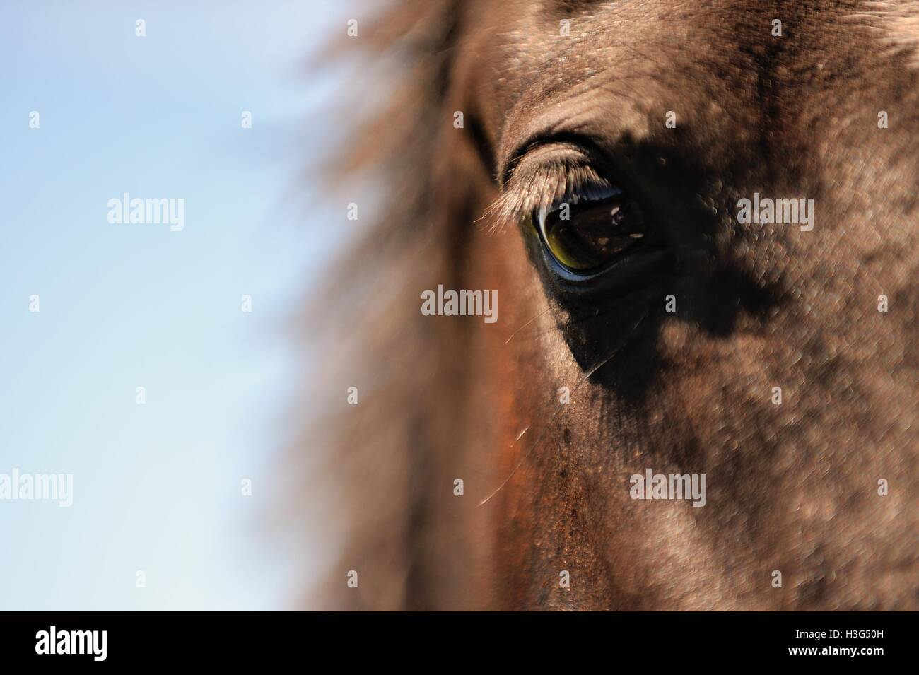 Cavallo nella Sierras Chicas hills in ammollo il sunshine nell'estancia maneggio, Cordoba, Argentina Foto Stock