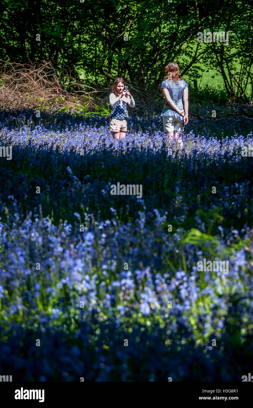 A piedi attraverso un bluebell legno in Sussex Foto Stock