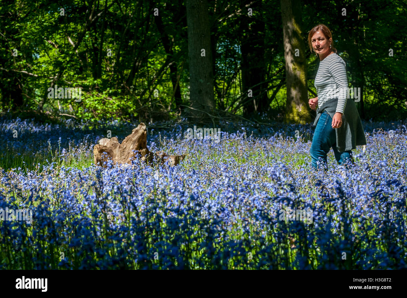 A piedi attraverso un bluebell legno in Sussex Foto Stock