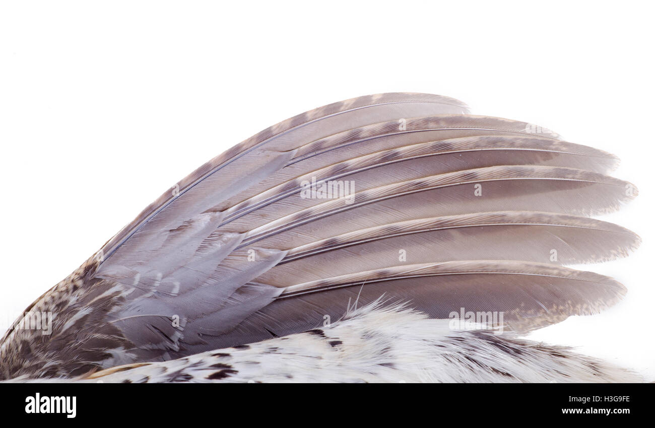 Piumaggio di un francolino di monte vicino, modello di foresta Foto Stock