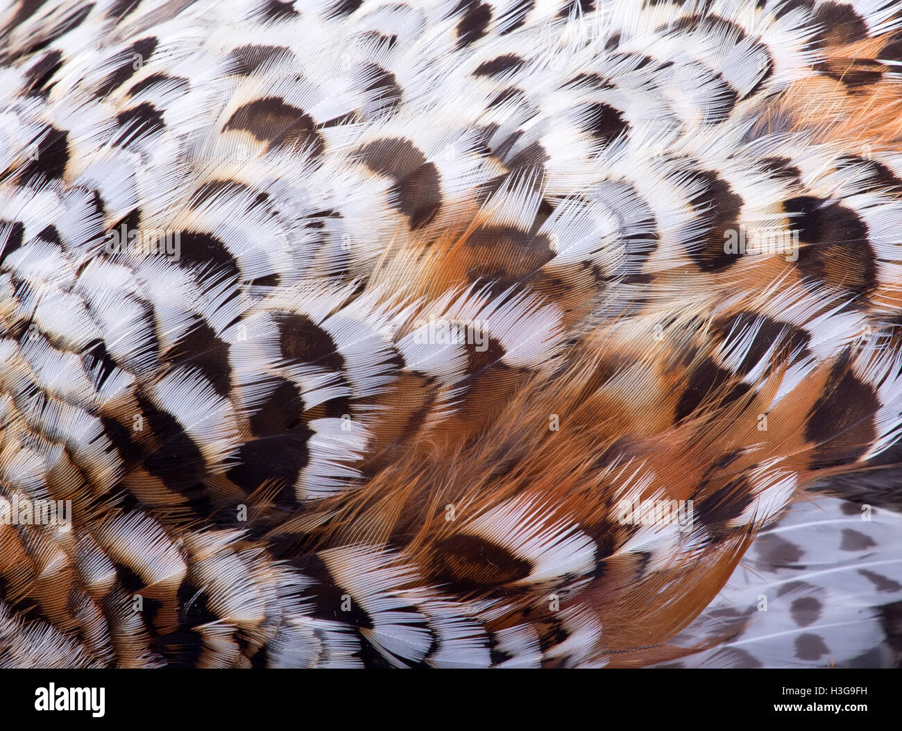 Piumaggio di un francolino di monte vicino, modello di foresta Foto Stock