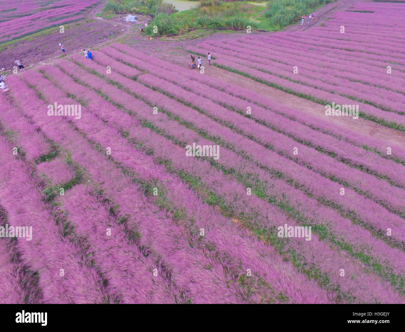 Shanghai, Shanghai, Cina. 1 Ott 2016. Shanghai, Cina-1 ottobre 2016:?(Editorial?uso?Solo.?CINA?OUT) ripresa aerea di hairawn muhly campi in Shanghai, 1 ottobre 2016. Il hairawn muhly blossoms durante l'autunno, creando splendidi scenari di campi di rosa a Shanghai, che attira molti visitatori. © SIPA Asia/ZUMA filo/Alamy Live News Foto Stock
