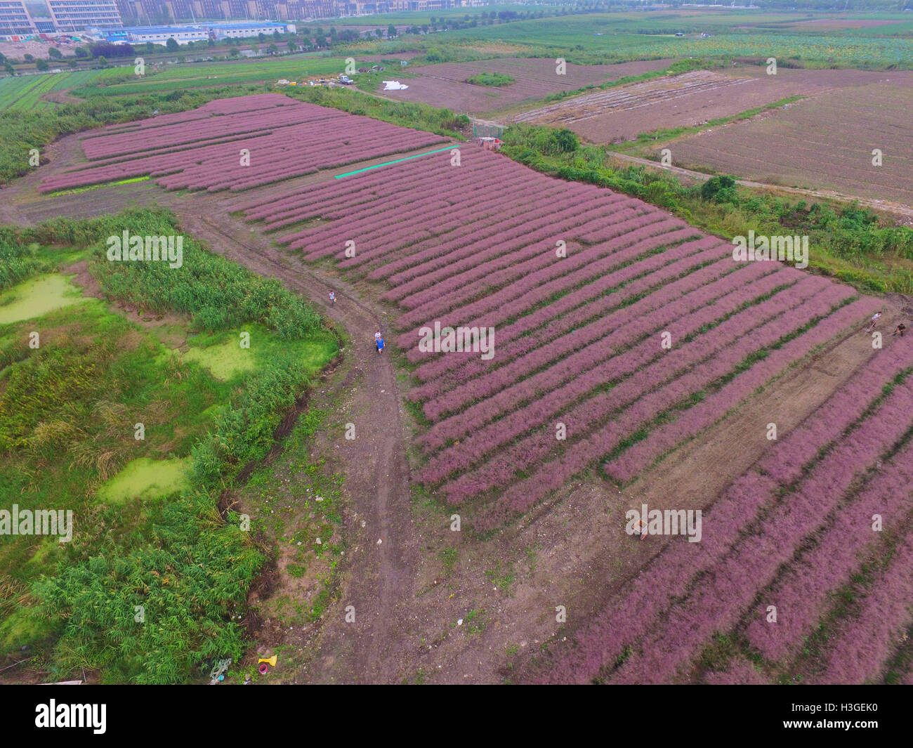 Shanghai, Shanghai, Cina. 1 Ott 2016. Shanghai, Cina-1 ottobre 2016:?(Editorial?uso?Solo.?CINA?OUT) ripresa aerea di hairawn muhly campi in Shanghai, 1 ottobre 2016. Il hairawn muhly blossoms durante l'autunno, creando splendidi scenari di campi di rosa a Shanghai, che attira molti visitatori. © SIPA Asia/ZUMA filo/Alamy Live News Foto Stock
