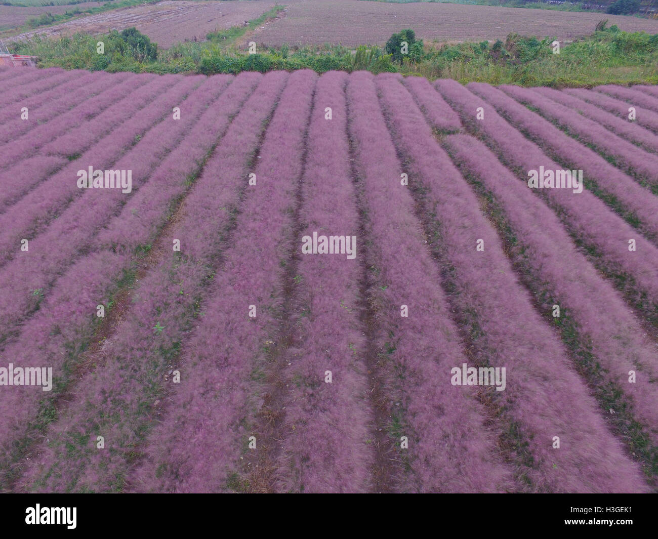 Shanghai, Shanghai, Cina. 1 Ott 2016. Shanghai, Cina-1 ottobre 2016:?(Editorial?uso?Solo.?CINA?OUT) ripresa aerea di hairawn muhly campi in Shanghai, 1 ottobre 2016. Il hairawn muhly blossoms durante l'autunno, creando splendidi scenari di campi di rosa a Shanghai, che attira molti visitatori. © SIPA Asia/ZUMA filo/Alamy Live News Foto Stock
