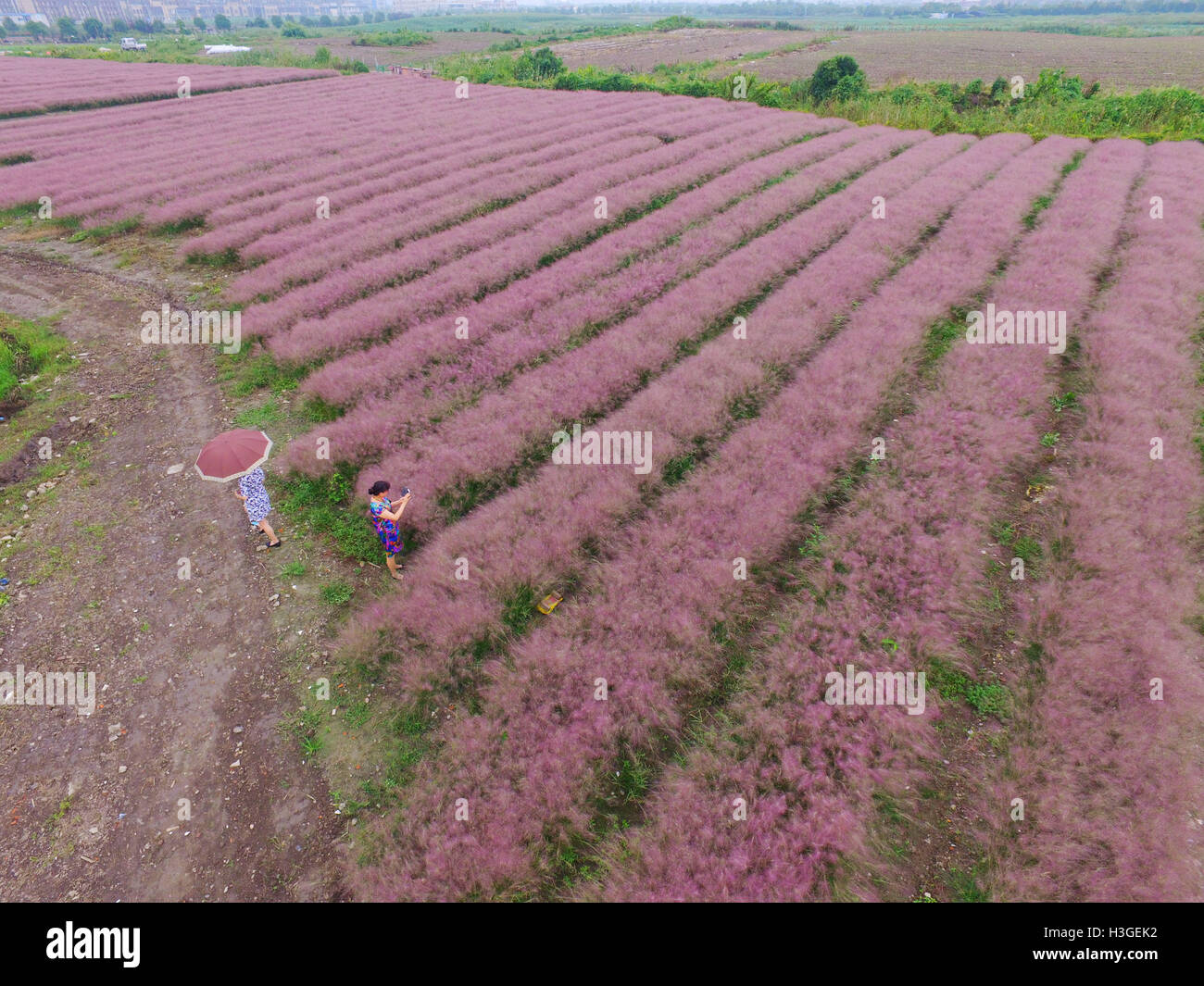 Shanghai, Shanghai, Cina. 1 Ott 2016. Shanghai, Cina-1 ottobre 2016:?(Editorial?uso?Solo.?CINA?OUT) ripresa aerea di hairawn muhly campi in Shanghai, 1 ottobre 2016. Il hairawn muhly blossoms durante l'autunno, creando splendidi scenari di campi di rosa a Shanghai, che attira molti visitatori. © SIPA Asia/ZUMA filo/Alamy Live News Foto Stock