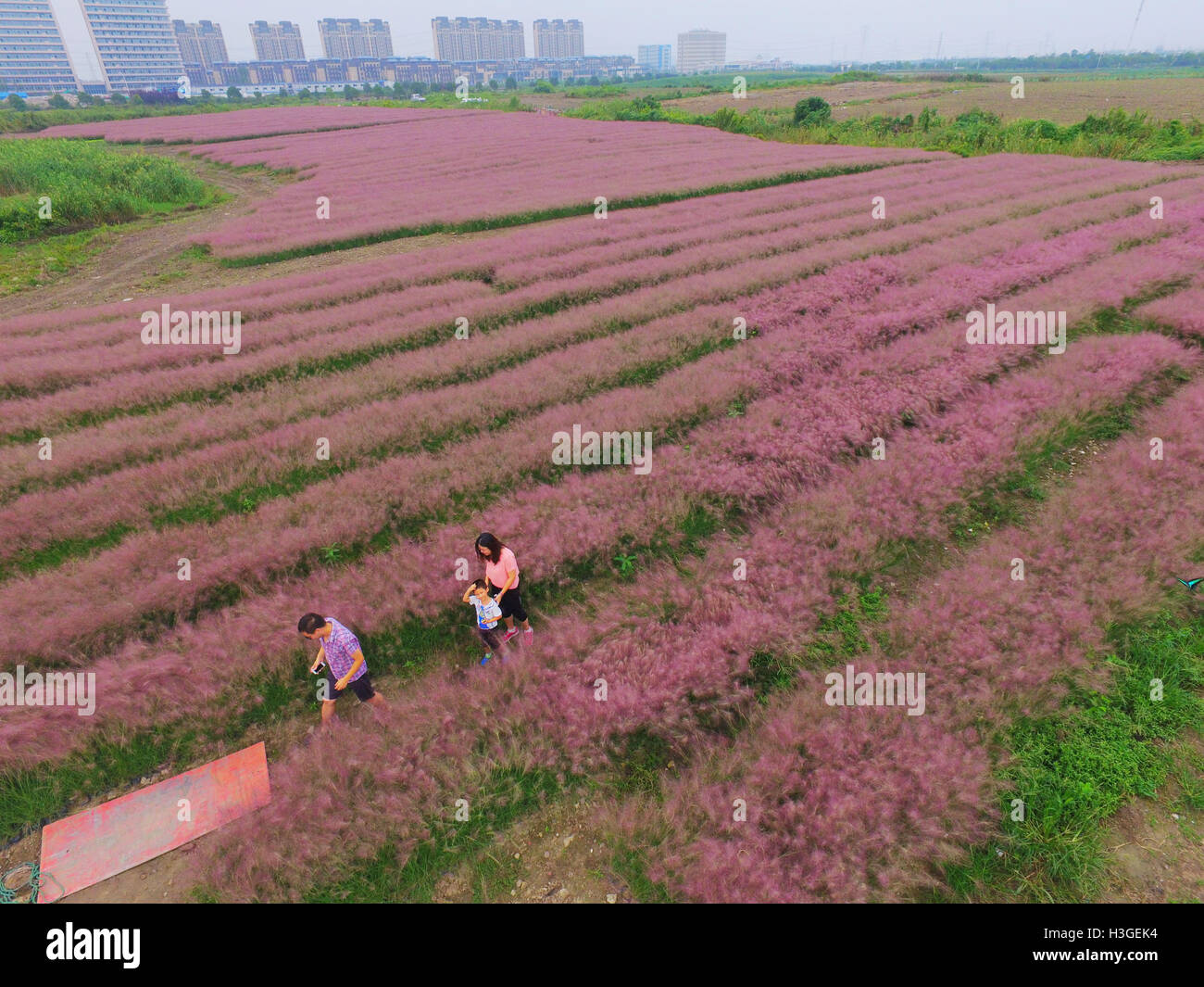 Shanghai, Shanghai, Cina. 1 Ott 2016. Shanghai, Cina-1 ottobre 2016:?(Editorial?uso?Solo.?CINA?OUT) ripresa aerea di hairawn muhly campi in Shanghai, 1 ottobre 2016. Il hairawn muhly blossoms durante l'autunno, creando splendidi scenari di campi di rosa a Shanghai, che attira molti visitatori. © SIPA Asia/ZUMA filo/Alamy Live News Foto Stock