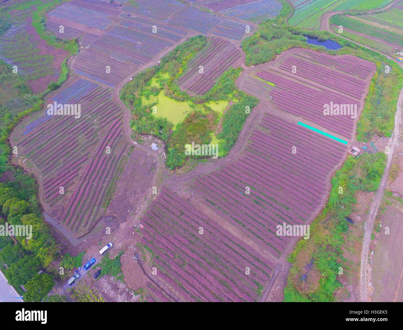 Shanghai, Shanghai, Cina. 1 Ott 2016. Shanghai, Cina-1 ottobre 2016:?(Editorial?uso?Solo.?CINA?OUT) ripresa aerea di hairawn muhly campi in Shanghai, 1 ottobre 2016. Il hairawn muhly blossoms durante l'autunno, creando splendidi scenari di campi di rosa a Shanghai, che attira molti visitatori. © SIPA Asia/ZUMA filo/Alamy Live News Foto Stock