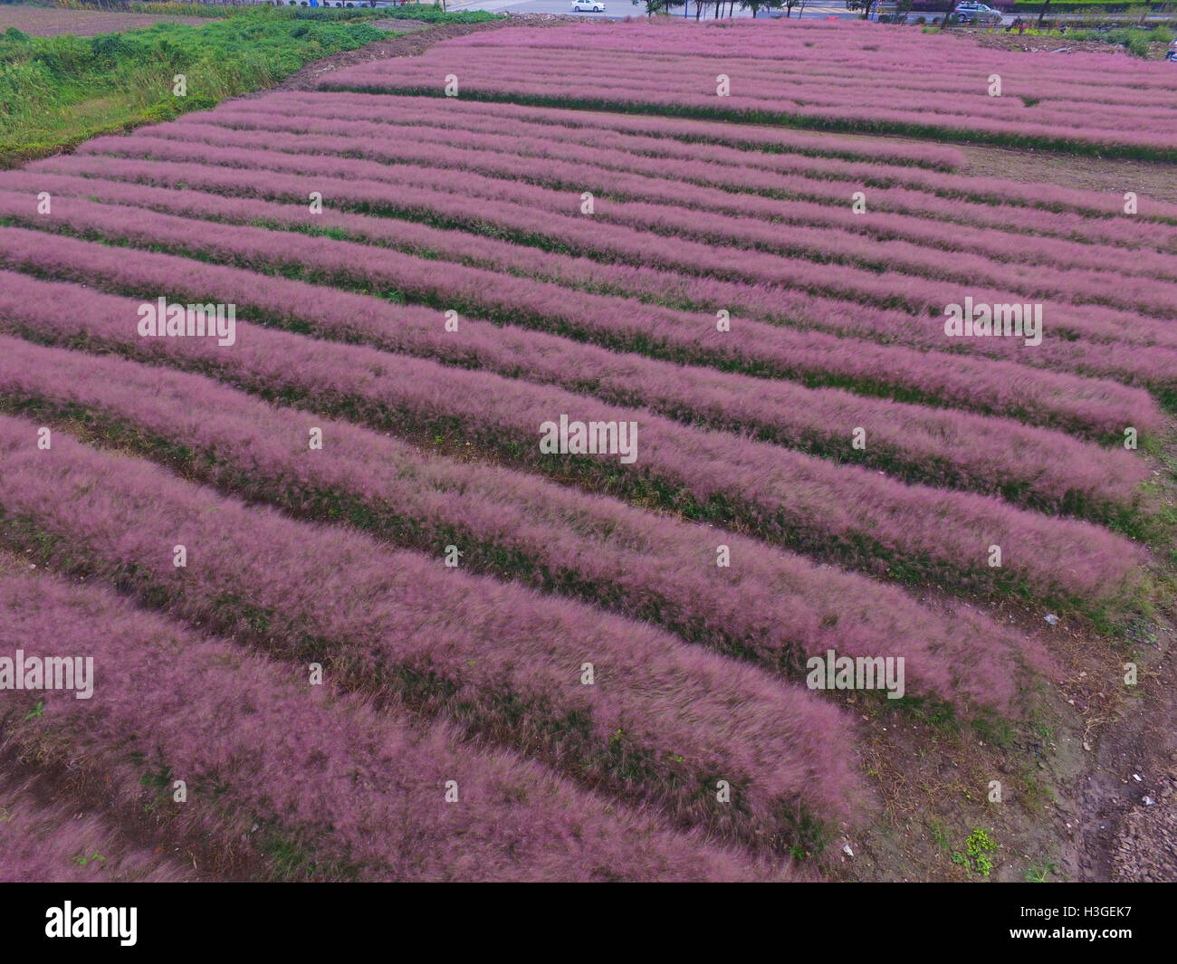 Shanghai, Shanghai, Cina. 1 Ott 2016. Shanghai, Cina-1 ottobre 2016:?(Editorial?uso?Solo.?CINA?OUT) ripresa aerea di hairawn muhly campi in Shanghai, 1 ottobre 2016. Il hairawn muhly blossoms durante l'autunno, creando splendidi scenari di campi di rosa a Shanghai, che attira molti visitatori. © SIPA Asia/ZUMA filo/Alamy Live News Foto Stock