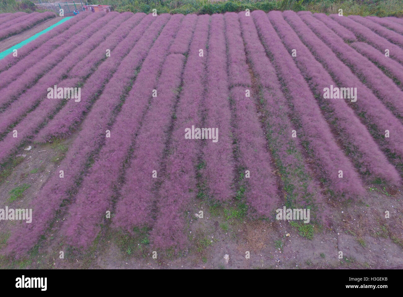 Shanghai, Shanghai, Cina. 1 Ott 2016. Shanghai, Cina-1 ottobre 2016:?(Editorial?uso?Solo.?CINA?OUT) ripresa aerea di hairawn muhly campi in Shanghai, 1 ottobre 2016. Il hairawn muhly blossoms durante l'autunno, creando splendidi scenari di campi di rosa a Shanghai, che attira molti visitatori. © SIPA Asia/ZUMA filo/Alamy Live News Foto Stock