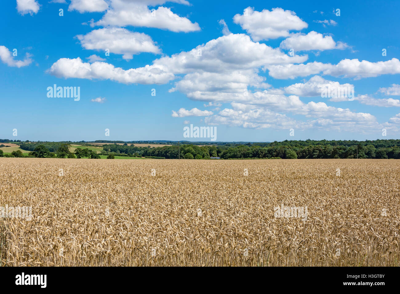 Campo di grano nelle vicinanze Little Walsingham, Norfolk, Inghilterra, Regno Unito Foto Stock