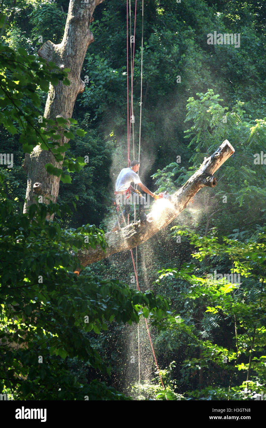 Logger con base di apparecchiature di sicurezza tagliando grande albero alto Foto Stock