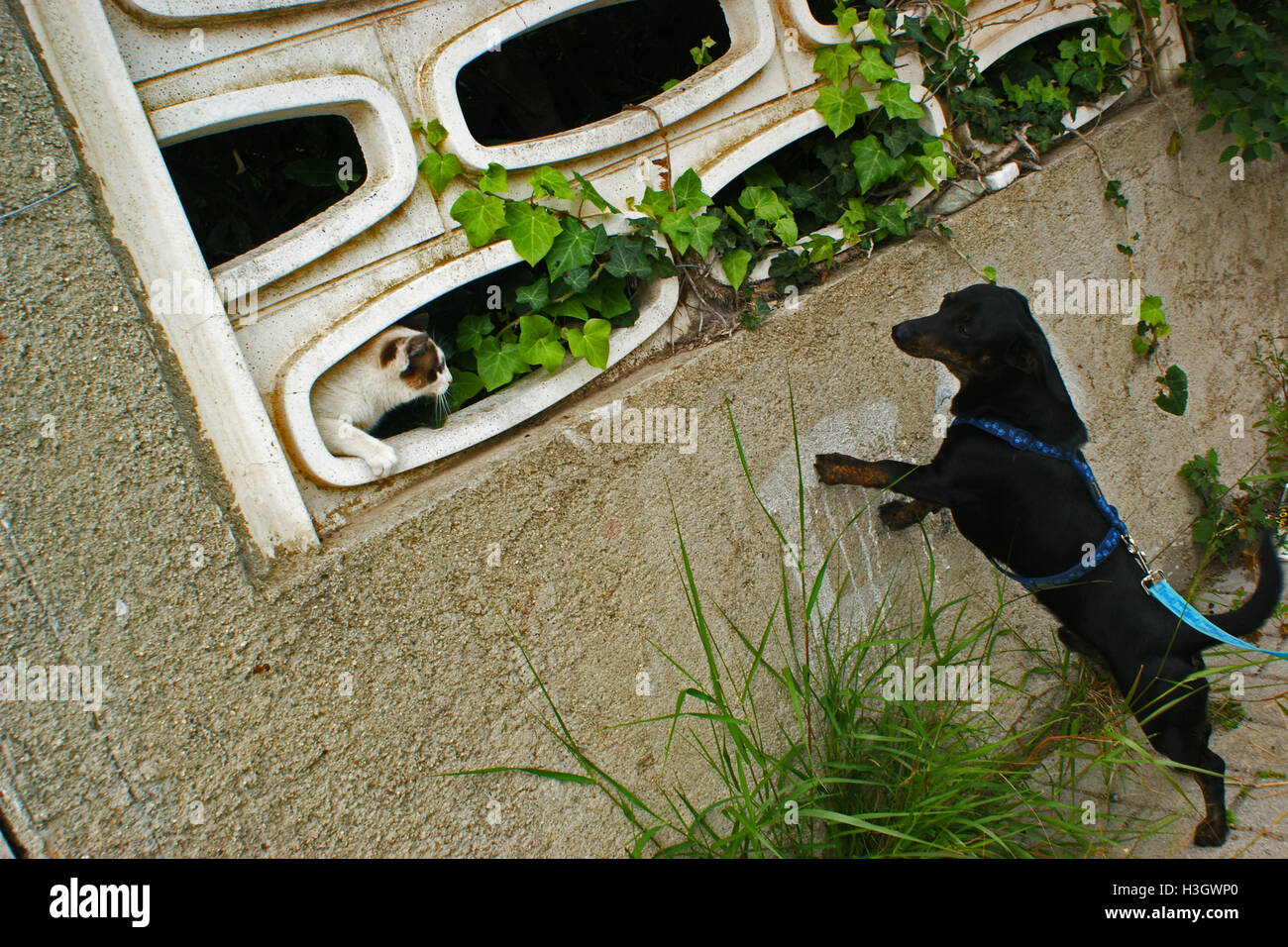Cat interagire whit cane. Foto Stock