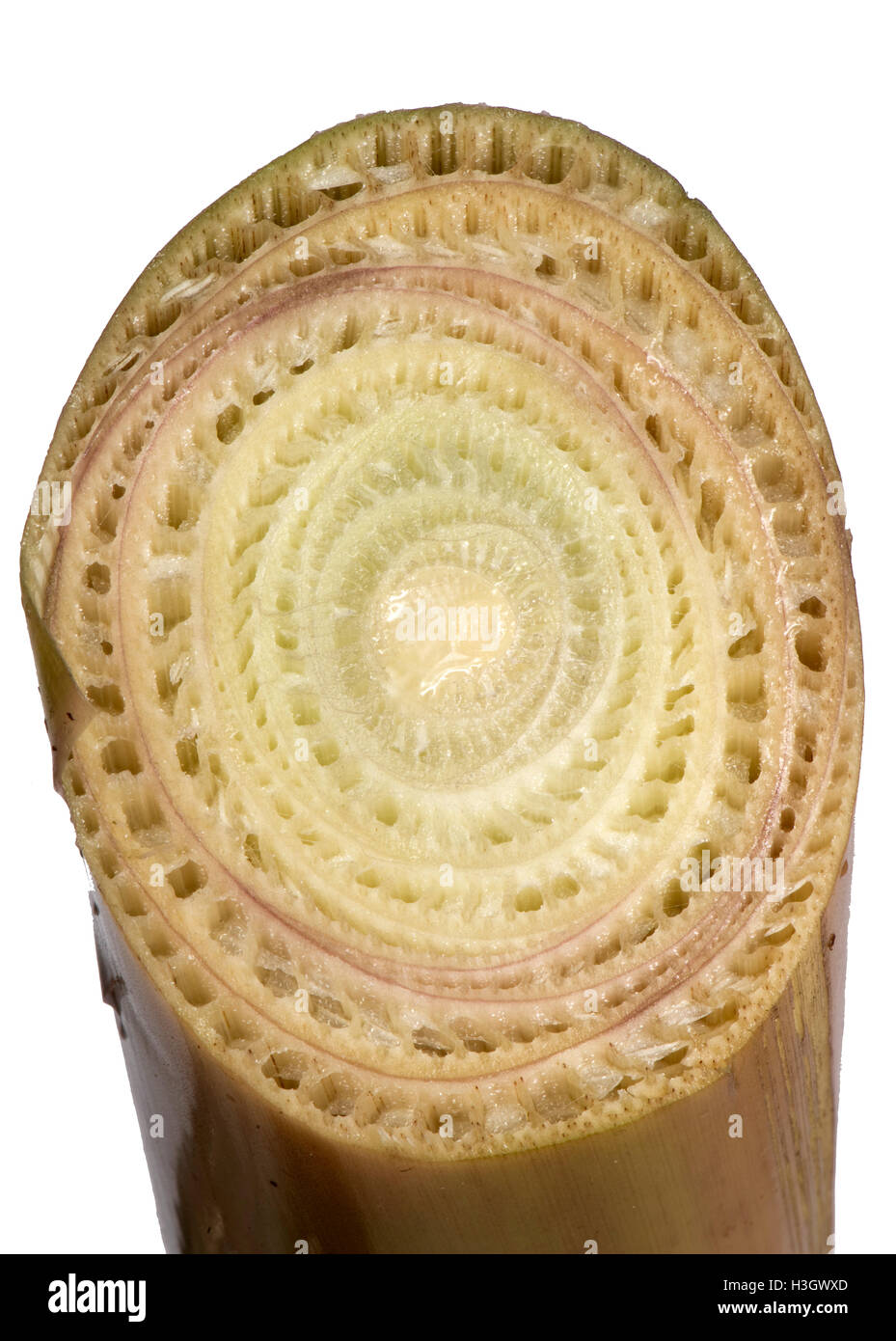 La sezione attraverso la pseudostem di una banana che mostra impaccato foglie che formano la struttura Foto Stock
