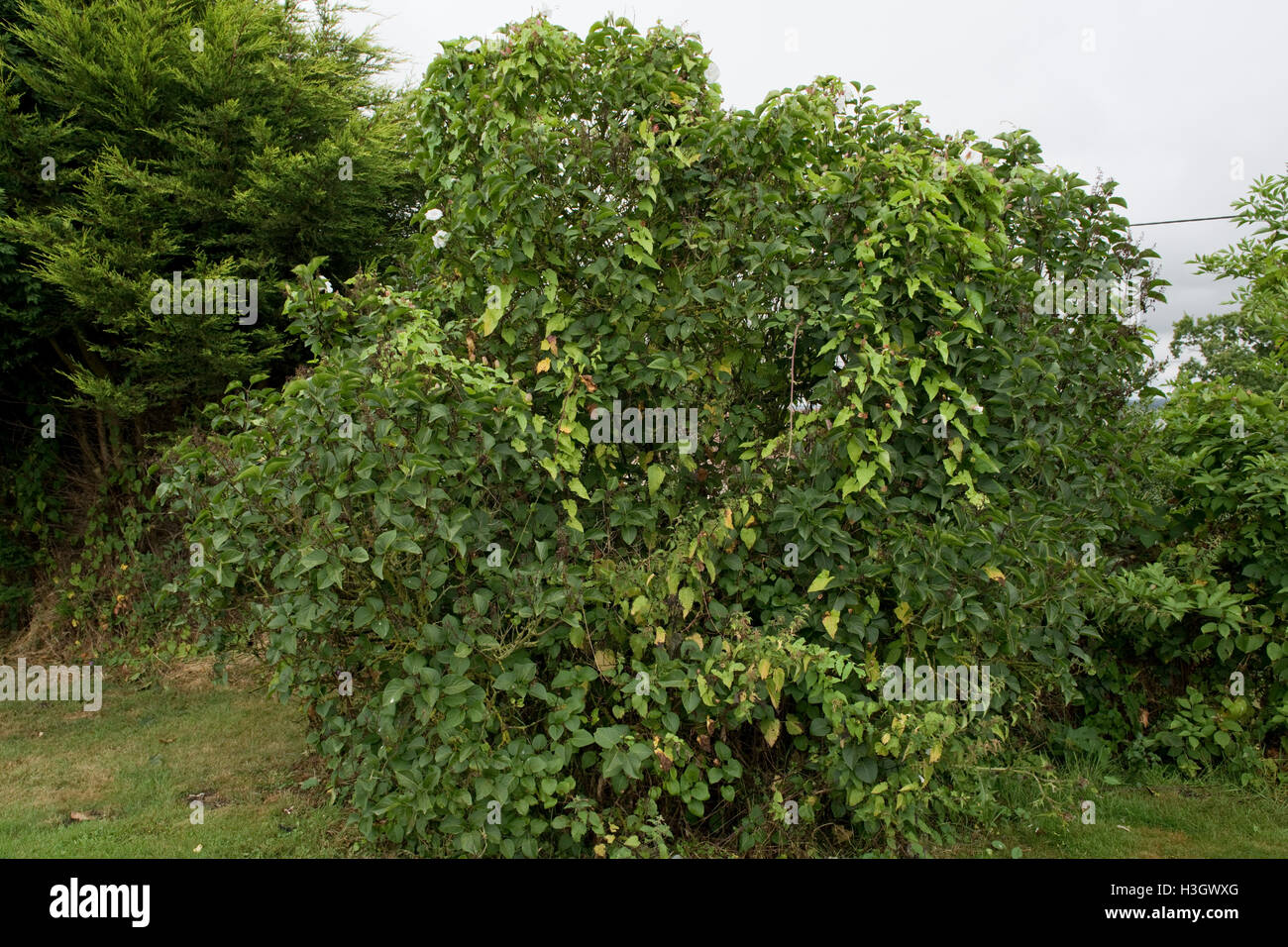 Hedge centinodia o granny-pop-out-of-letto, Calystegia sepium, crescendo attraverso un albero di lilla Foto Stock
