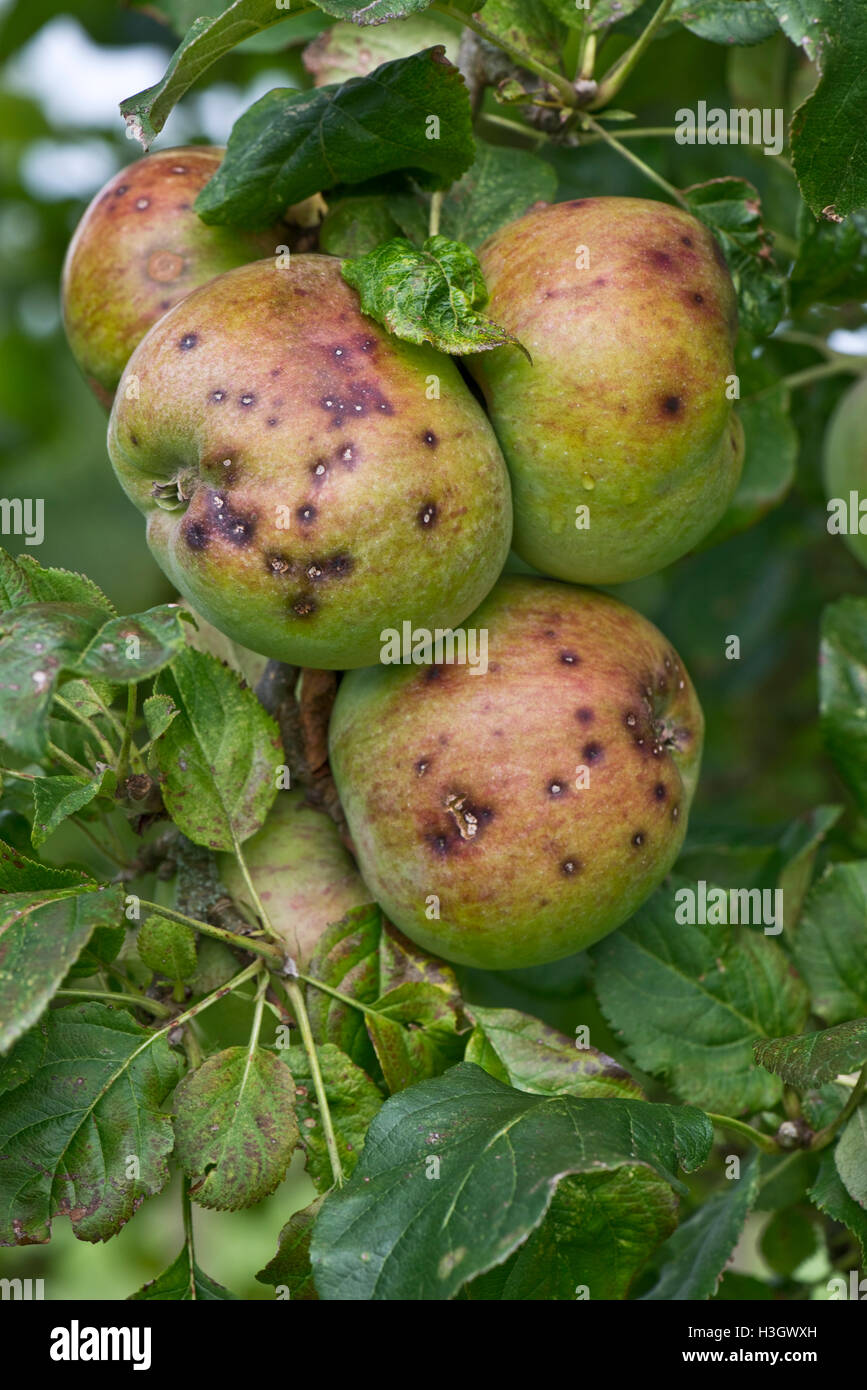Discreto piccole macchie provocate da apple scab, Venturia inaequalis, su un gruppo di mele mature, Berkshire, Settembre Foto Stock