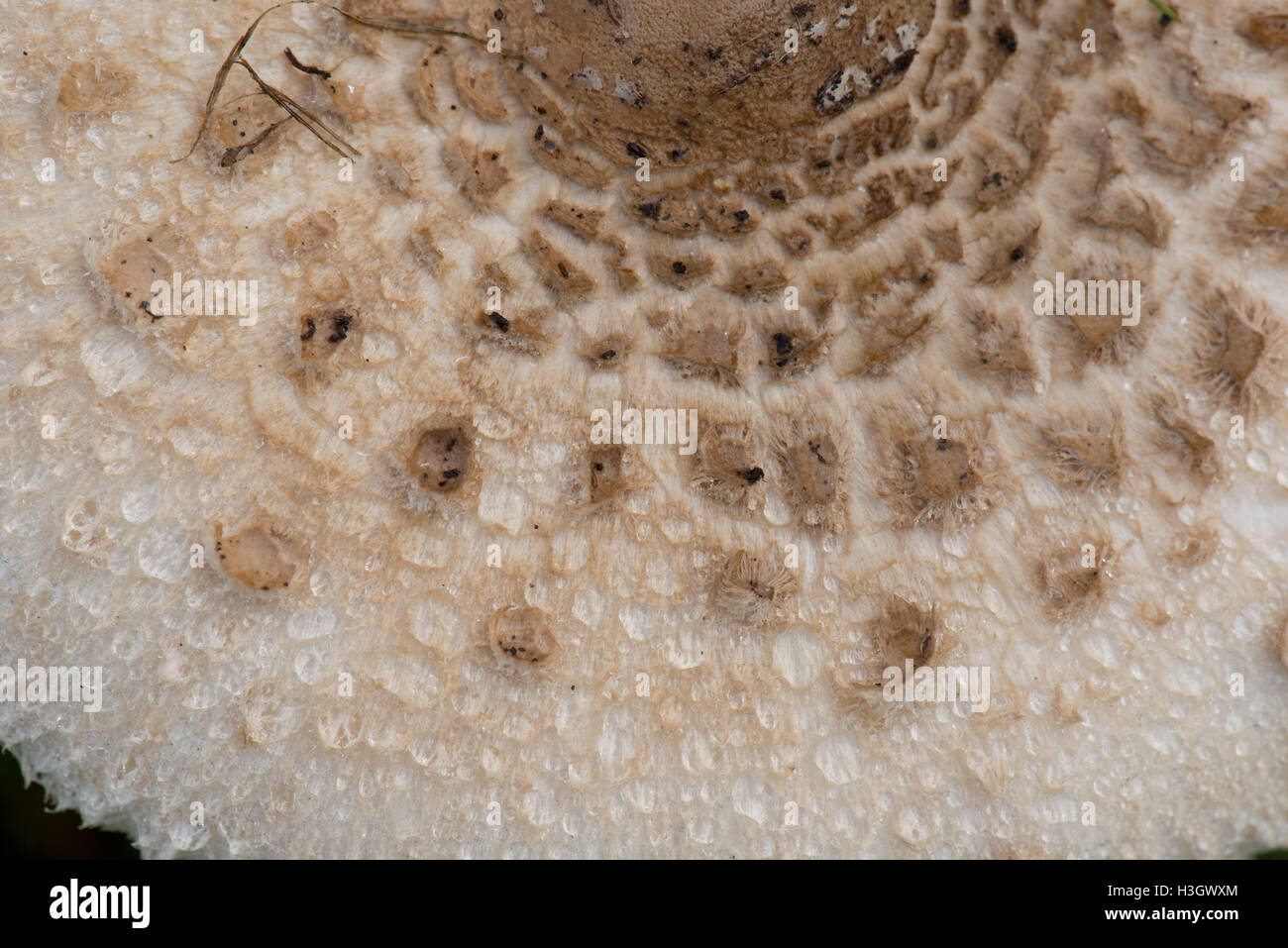 Un fungo ombrellino in prati, Macrolepiota procera, con cappuccio fulkly aperto e chiaramente contrassegnati, Settembre Foto Stock