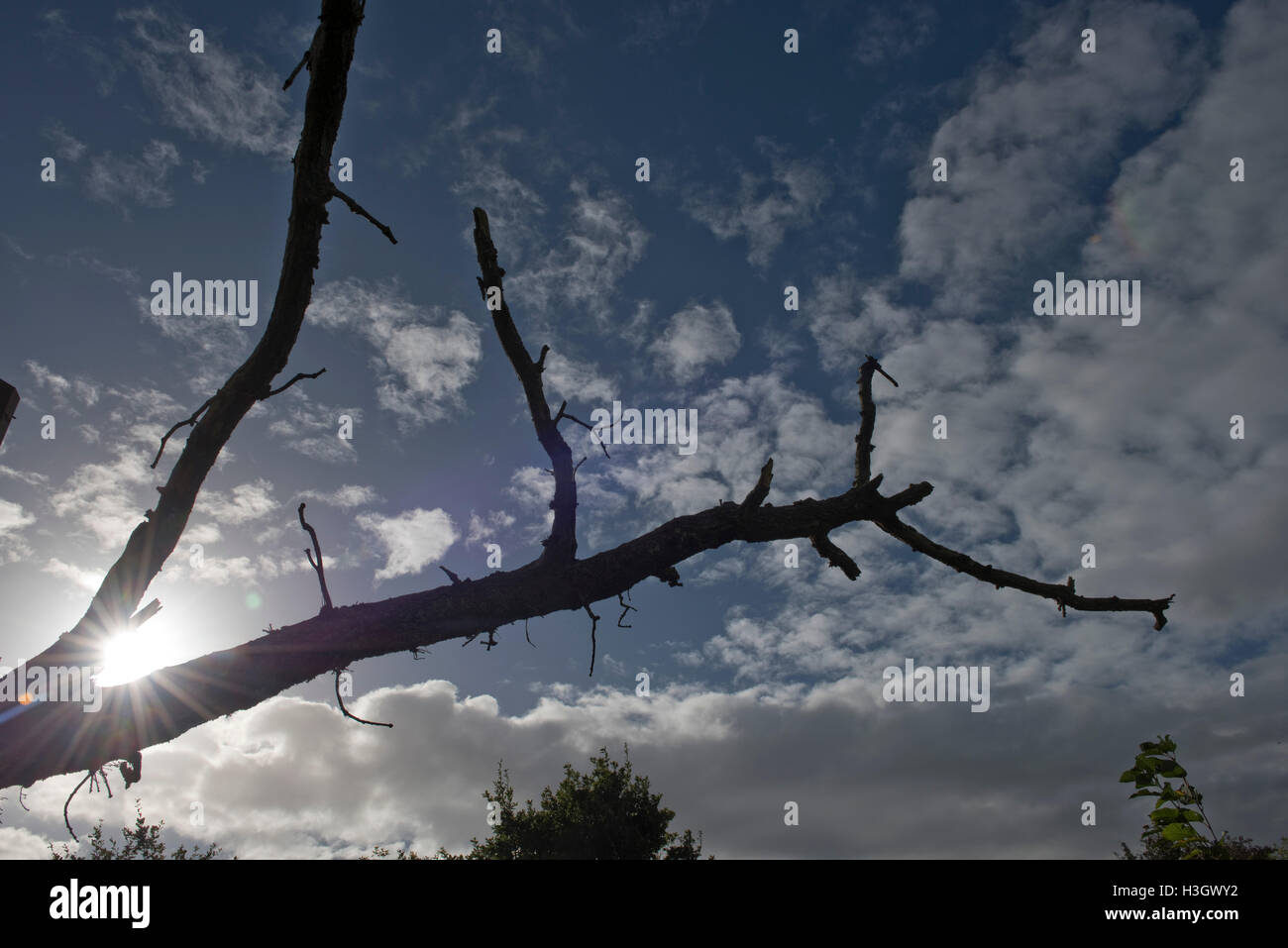 Silhouette di un ramo caduto su una vecchia quercia, sun dietro con il blu del cielo e la luce soffici nuvole, Berkshire, Ottobre Foto Stock