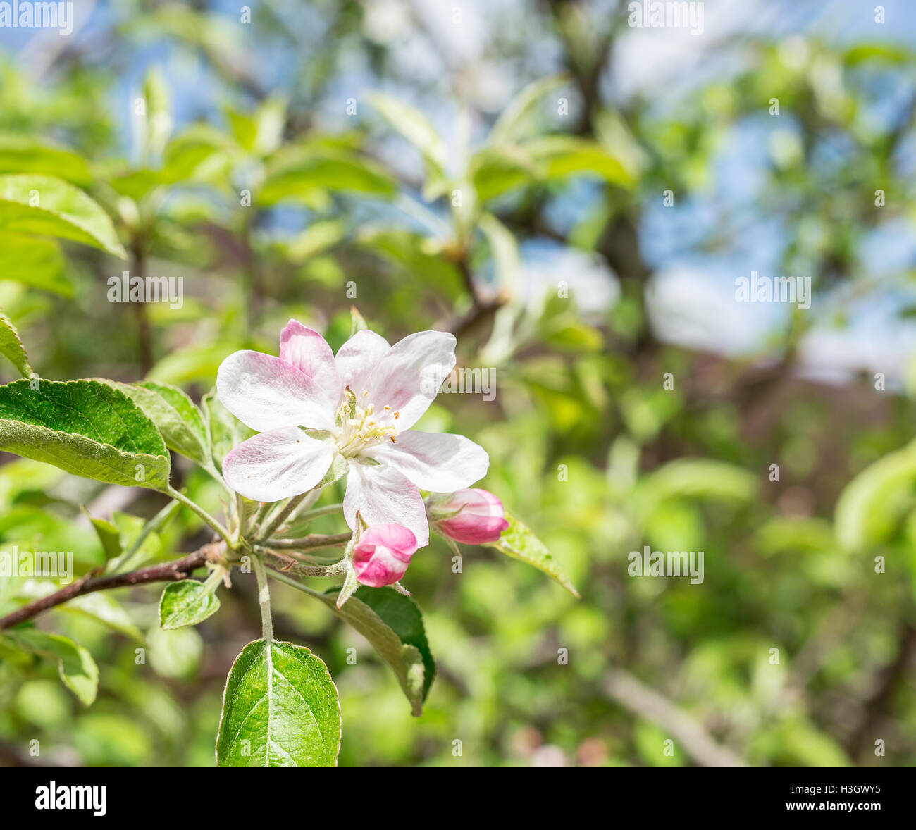 Fiore di Apple. Vista dettagliata del colpo di fiore in giardino. Foto Stock