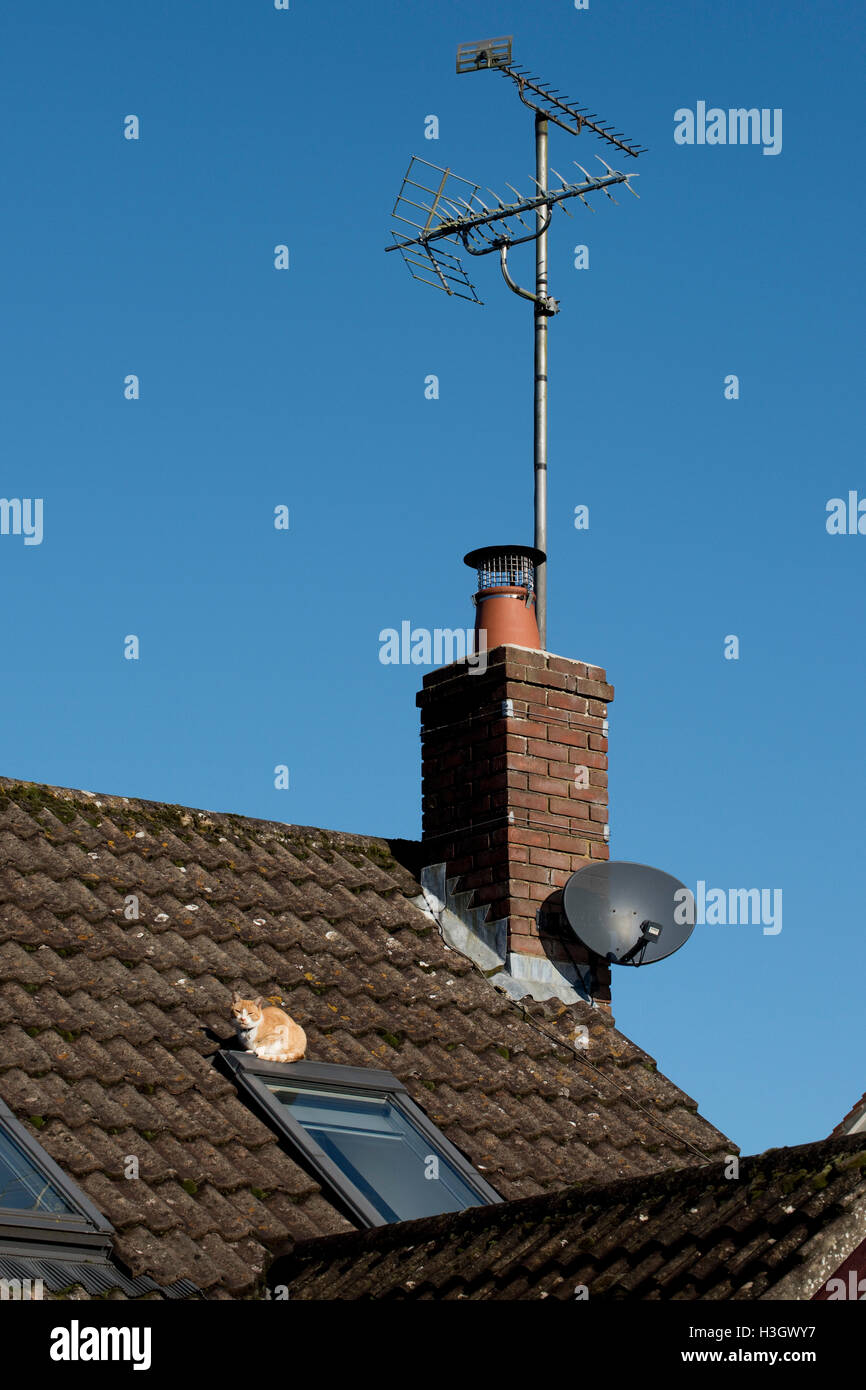 Un gatto di zenzero su un tetto della casa di riposo su un lucernario finestra avente btriedv per accedere attraverso di esso Foto Stock