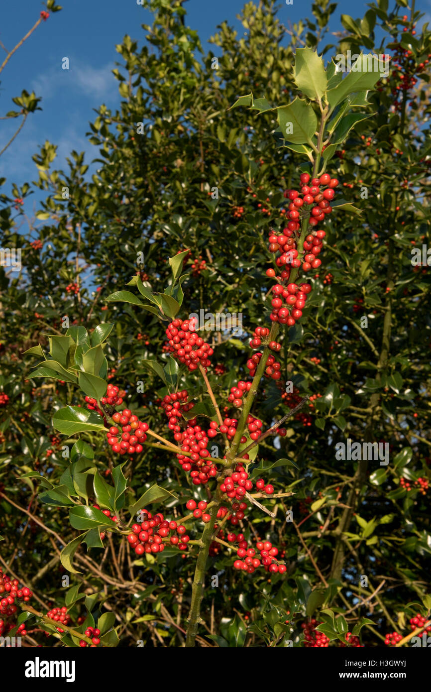 Ripe rosso holly bacche sull'albero nel pomeriggio luminoso sole autunnale, pronto per il Natale o uccelli selvatici Foto Stock
