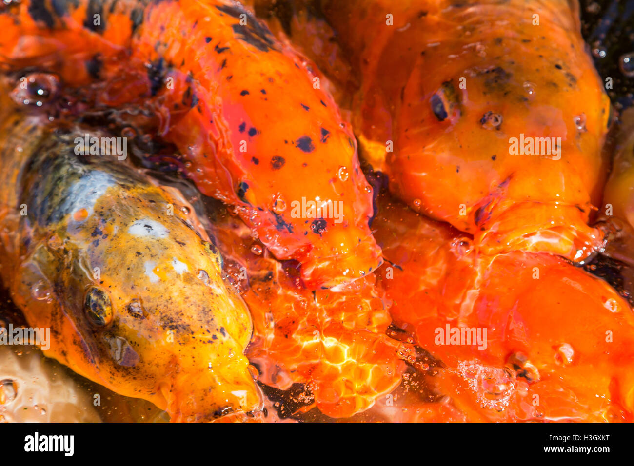 Decorative colorate cina carpe koi in piscina con acqua Foto Stock