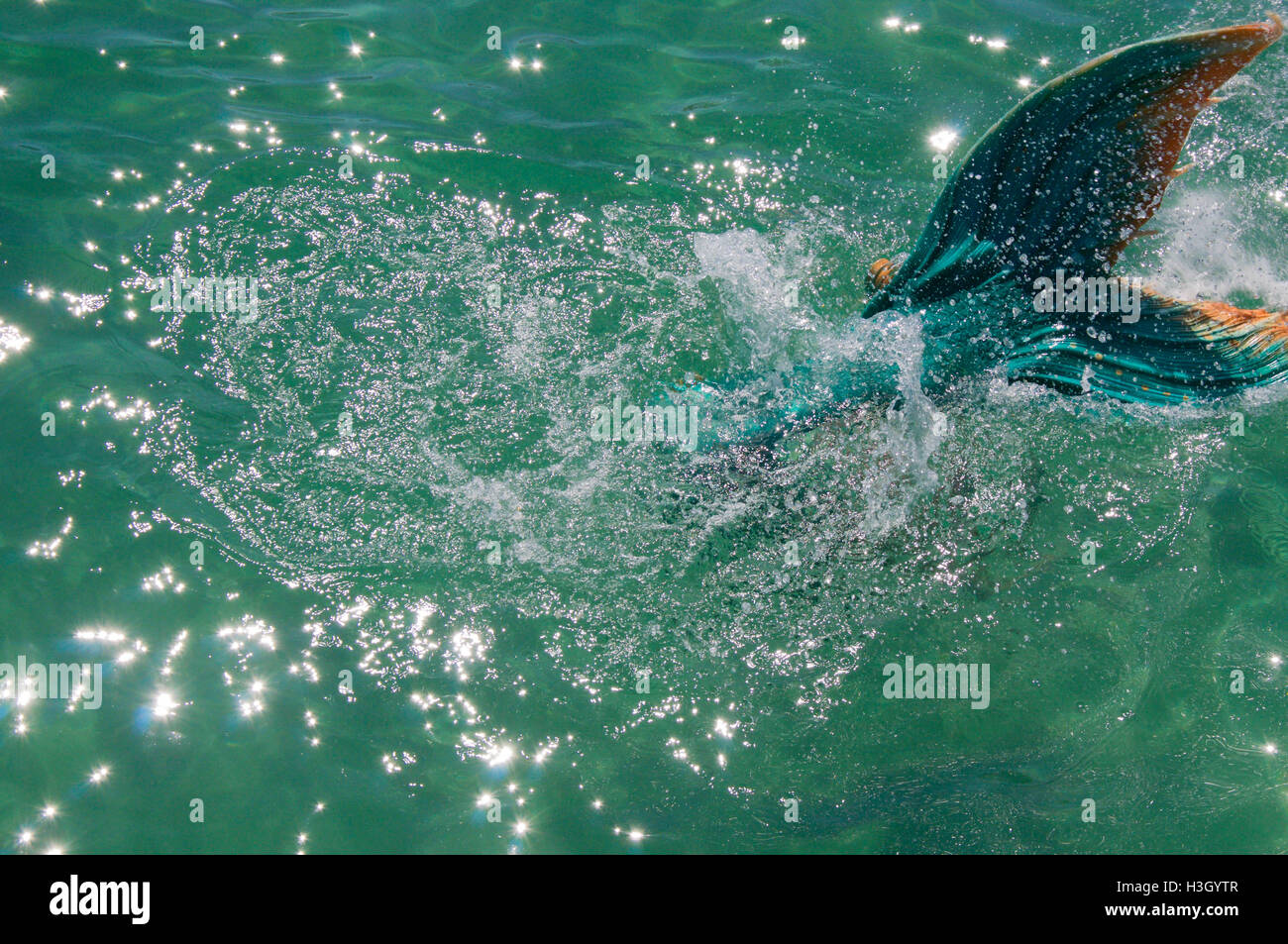 Dettaglio del turchese e giallo mermaid coda del performer di le acque dell'Oceano Indiano a Coogee Beach a Coogee,Western Australia. Foto Stock
