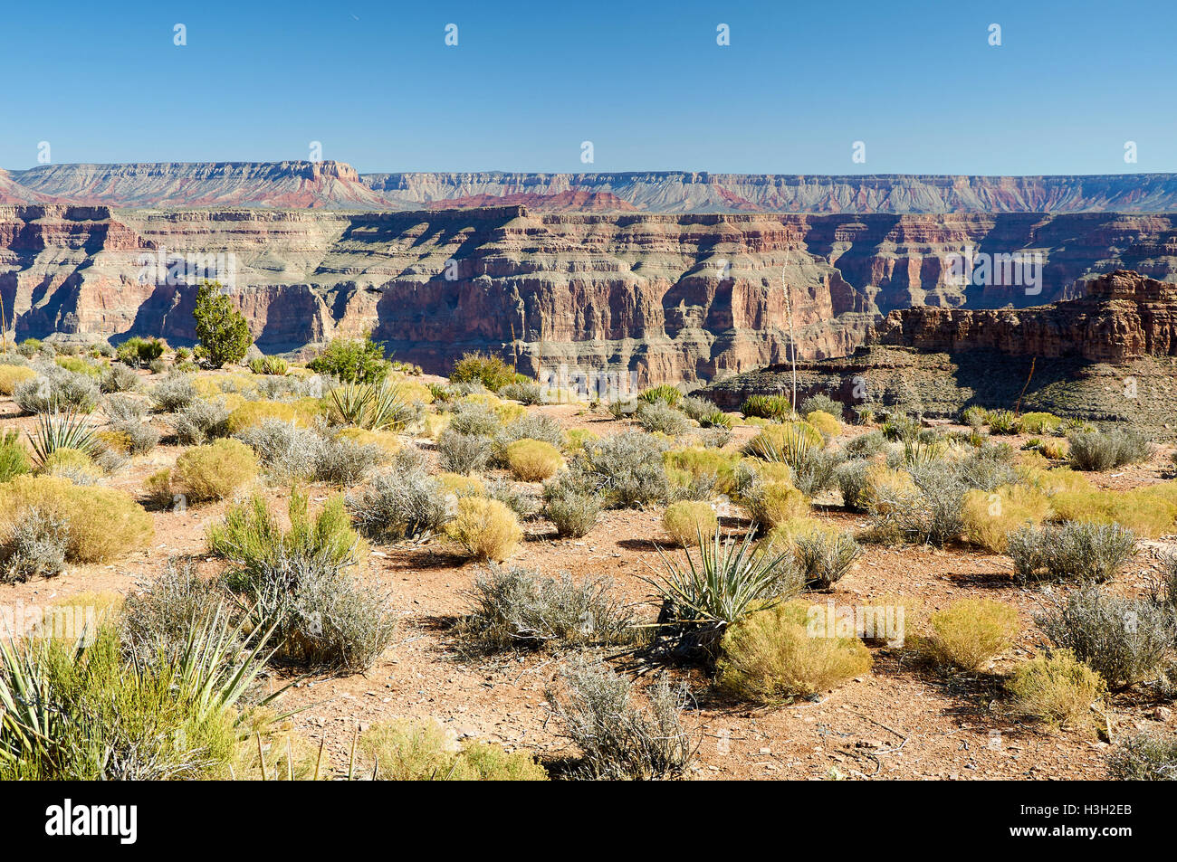 Le piante del deserto sulle pietre og Grand Canyon Foto Stock